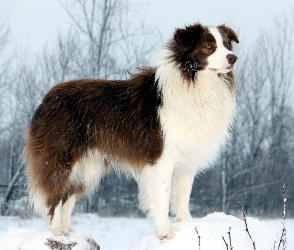 88 Border Collie Puppy Weight Chart Kg L2sanpiero