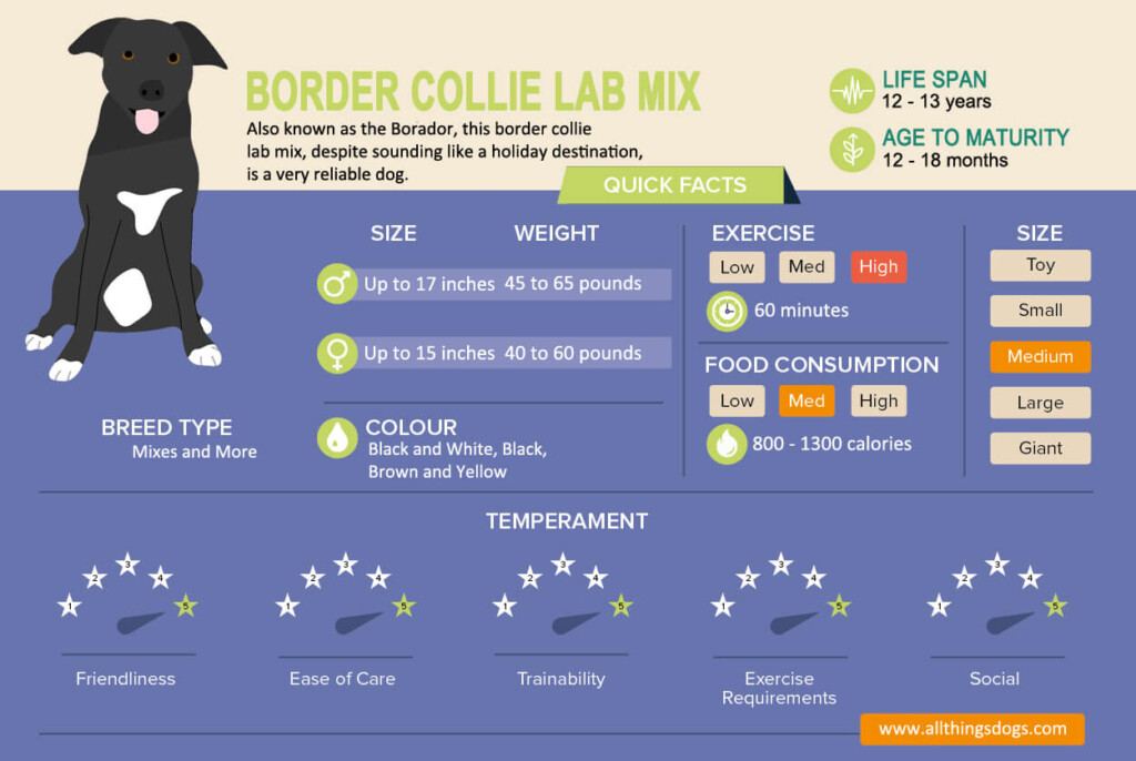 88 Border Collie Puppy Weight Chart Kg L2sanpiero