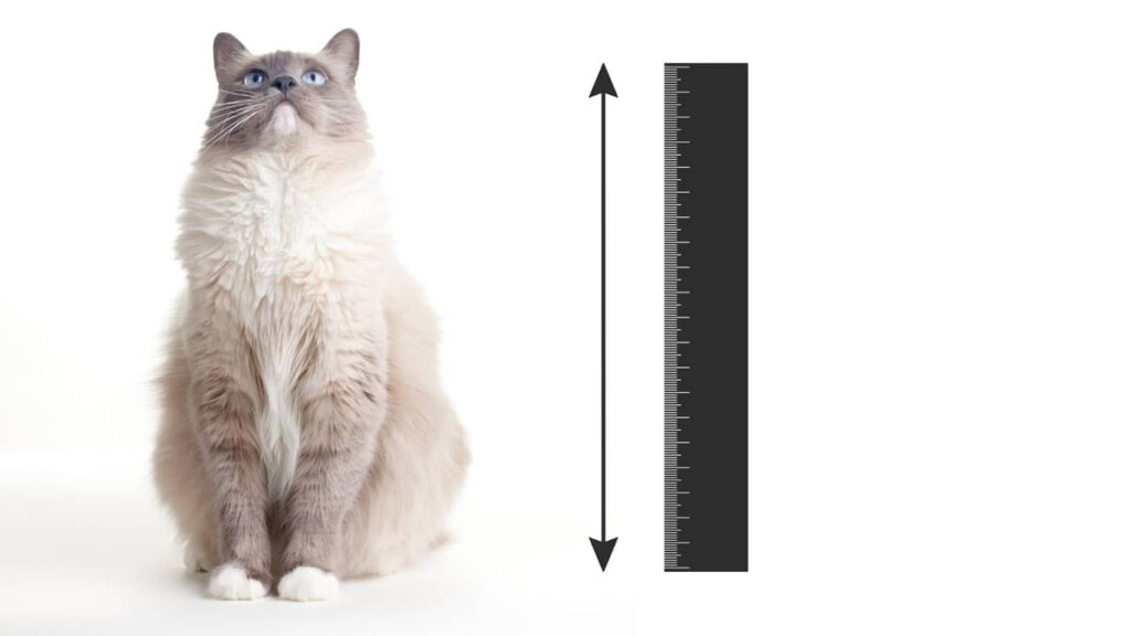 A Guide To Ragdoll Cat Size Chart Ragdollcare
