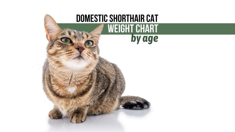 A Guide To The Domestic Shorthair Cat Weight Chart By Age