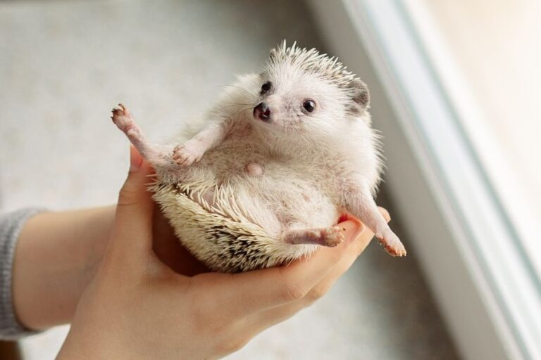 African Pygmy Hedgehog Appearance Behavior And Pet Care