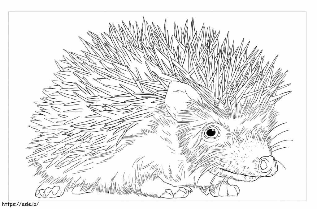 African Pygmy Hedgehog Coloring Page