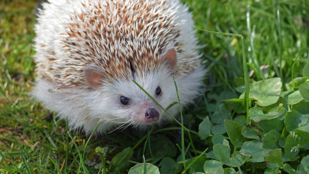 African Pygmy Hedgehog Pet Profile Facts Traits Habitat 
