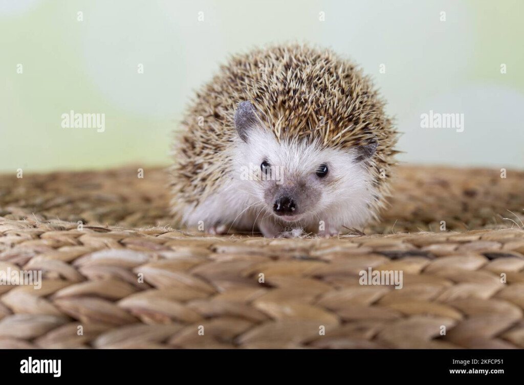 African Pygmy Hedgehog Stock Photo Alamy