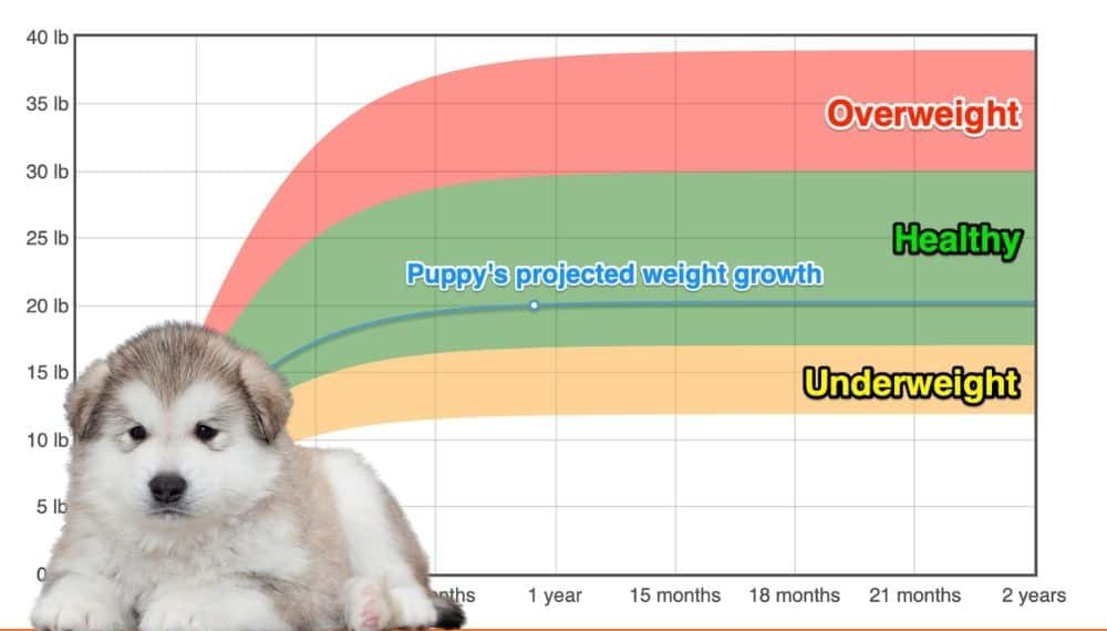 Alaskan Malamute Weight Growth Chart 2024 How Heavy Will My Alaskan 