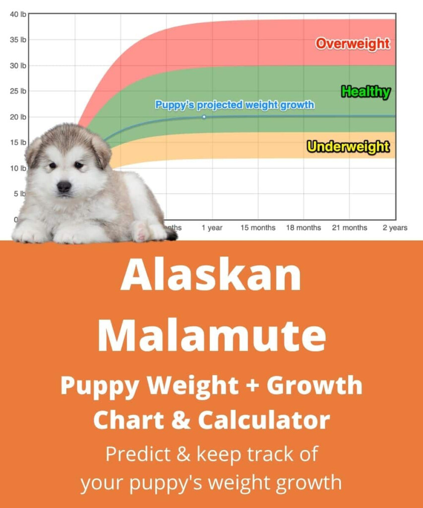 Alaskan Malamute Weight Growth Chart 2024 How Heavy Will My Alaskan 