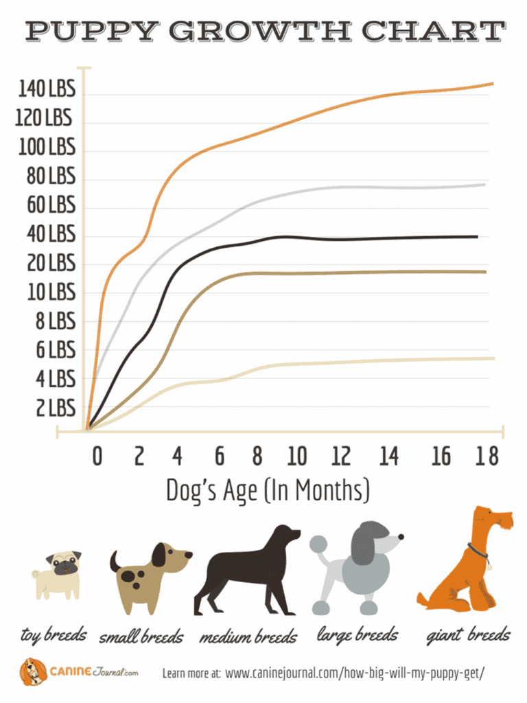 All dog weight growth chart Black Labrador Dog