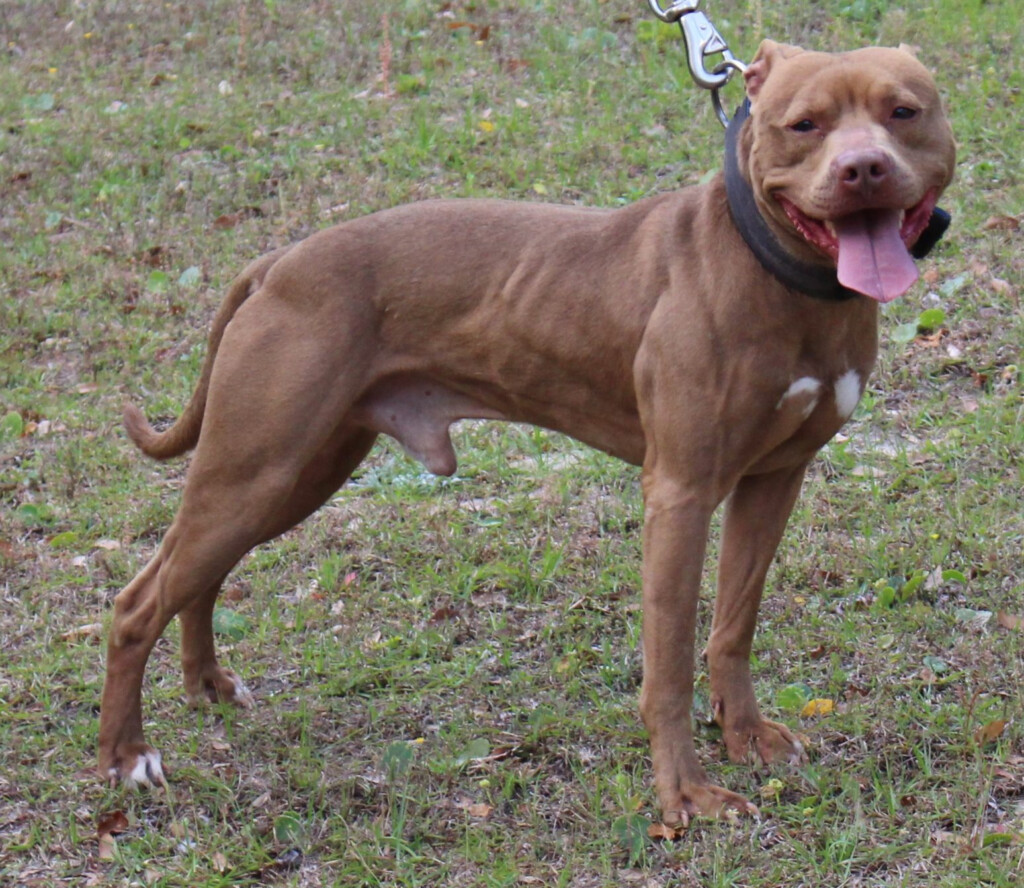American Pit Bull Terrier Color Chart American Dog Breeders Assoc 