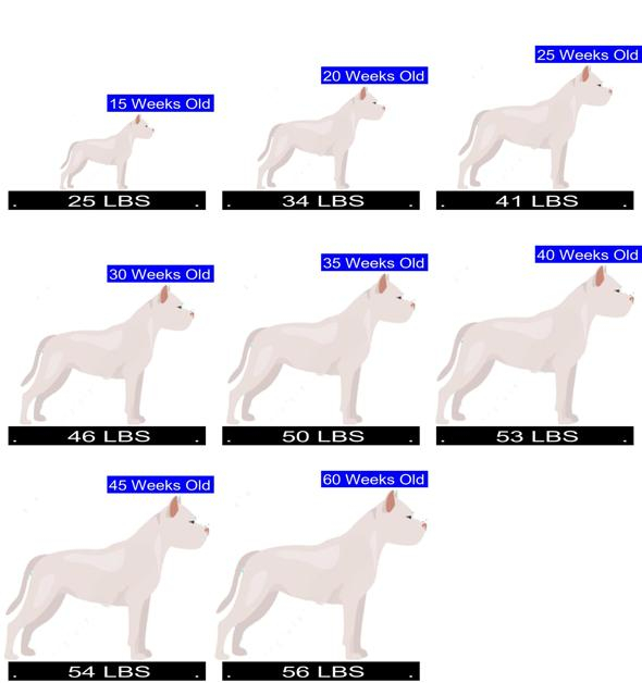 American Pit Bull Terrier Growth Chart American Pit Bull Terrier 