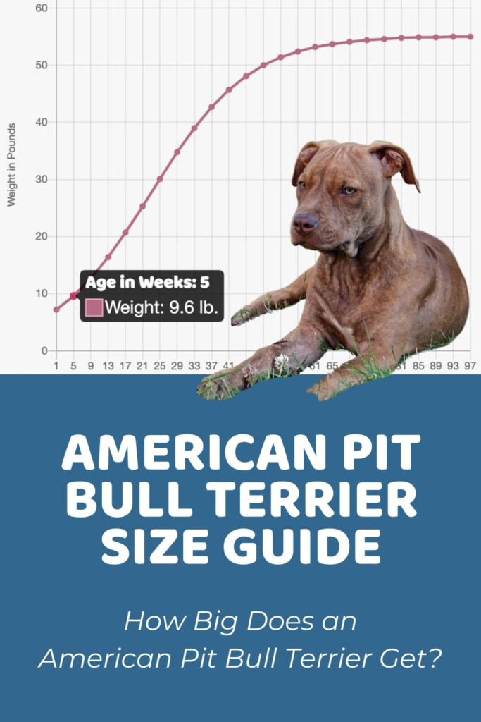 American Pit Bull Terrier Size Guide How Big Do These Dogs Get 