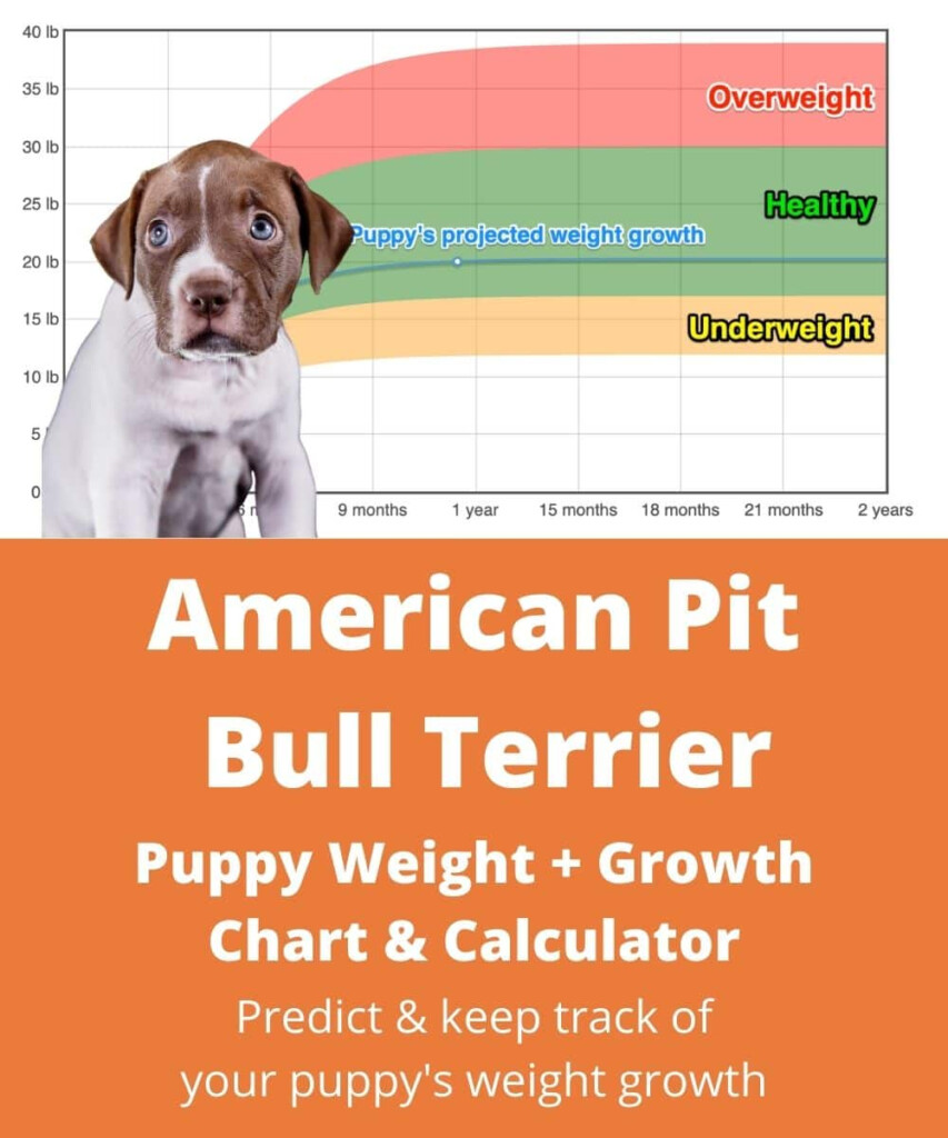 American Pit Bull Terrier Weight Growth Chart 2024 How Heavy Will My 