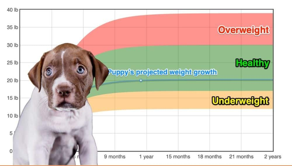 American Pit Bull Terrier Weight Growth Chart 2024 How Heavy Will My 