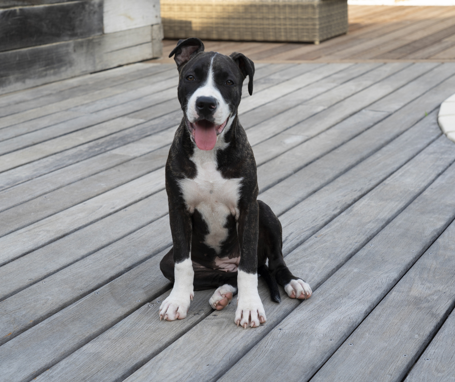 American Staffordshire Terrier Size Guide How Big Does A Staffie Get 