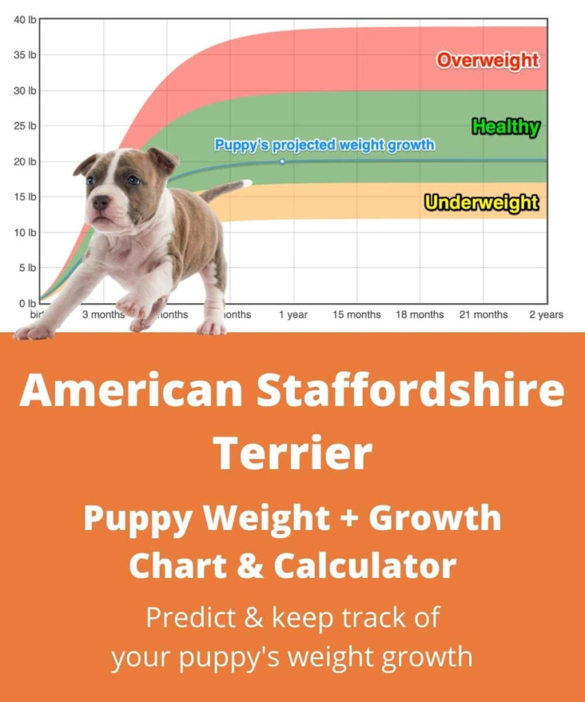 American Staffordshire Terrier Weight Growth Chart 2024 How Heavy 