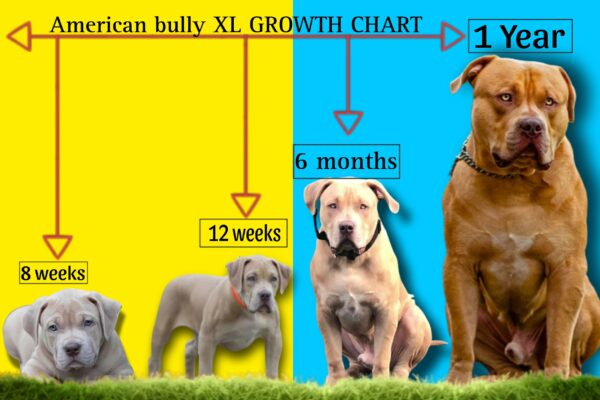 American XL Bully Size Chart Growth Weight Chart