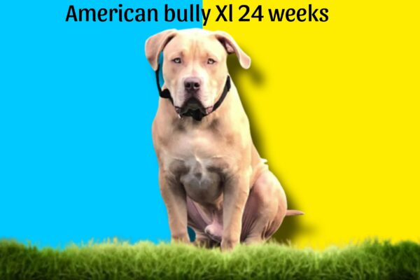 American XL Bully Size Chart Growth Weight Chart