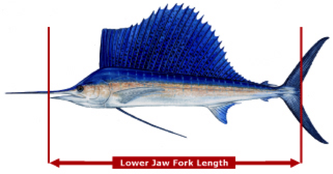 Analysis Of Minimum Length For Blue Marlin Tournaments