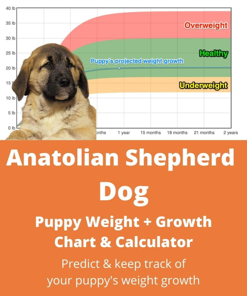 Anatolian Shepherd Dog Weight Growth Chart 2024 How Heavy Will My 