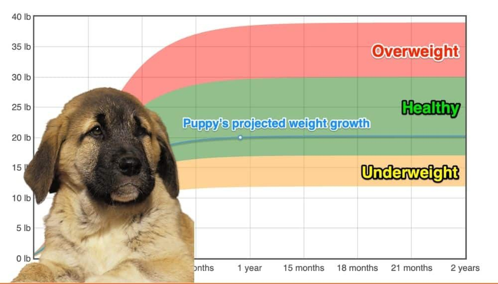 Anatolian Shepherd Dog Weight Growth Chart 2024 How Heavy Will My 