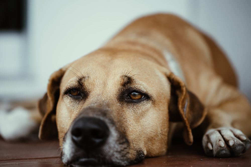 Aspirin Dosage Chart For Dogs Risks Benefits And When To 57 OFF