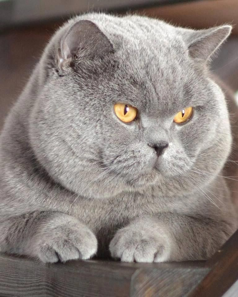 Average Weight British Shorthair Kitten Kinka Lowcat Ny