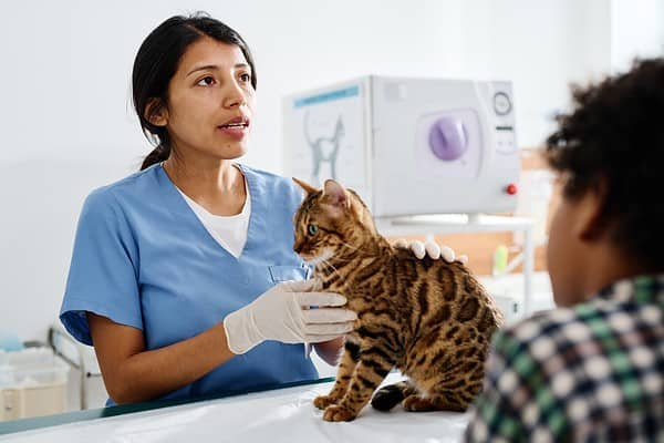 Azithromycin Dosage Chart For Cats Risks Side Effects Dosage And 