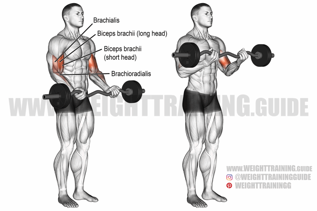 Barbell Curls Exercise Standing Bicep Curl Vector Image 46 OFF