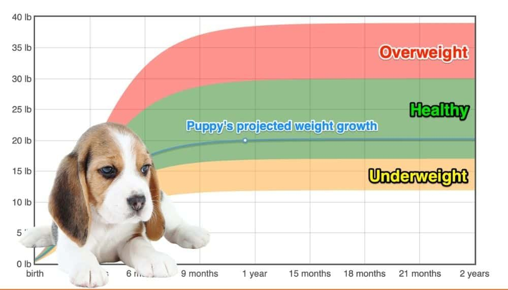 Beagle Weight Growth Chart 2024 How Heavy Will My Beagle Weigh The 