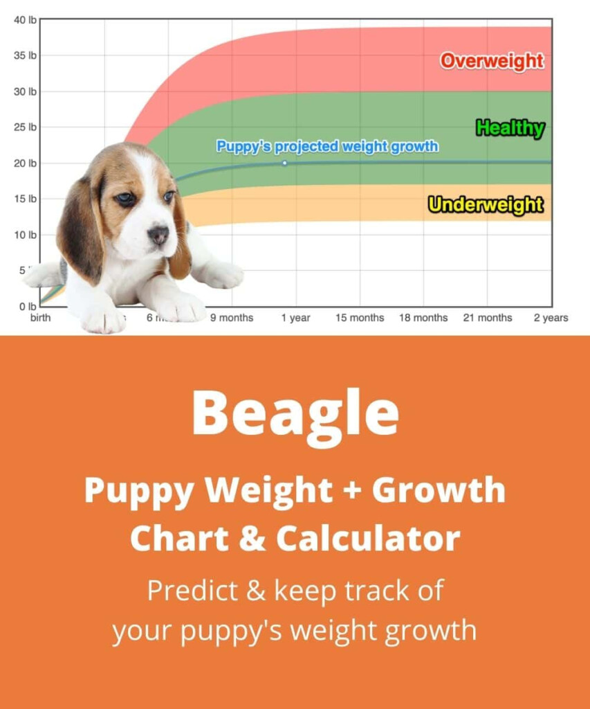 Beagle Weight Growth Chart 2024 How Heavy Will My Beagle Weigh The 