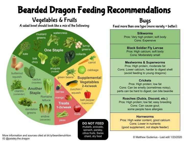 Bearded Dragon Salad Updated What To Feed Your Dragon Chart Based On 