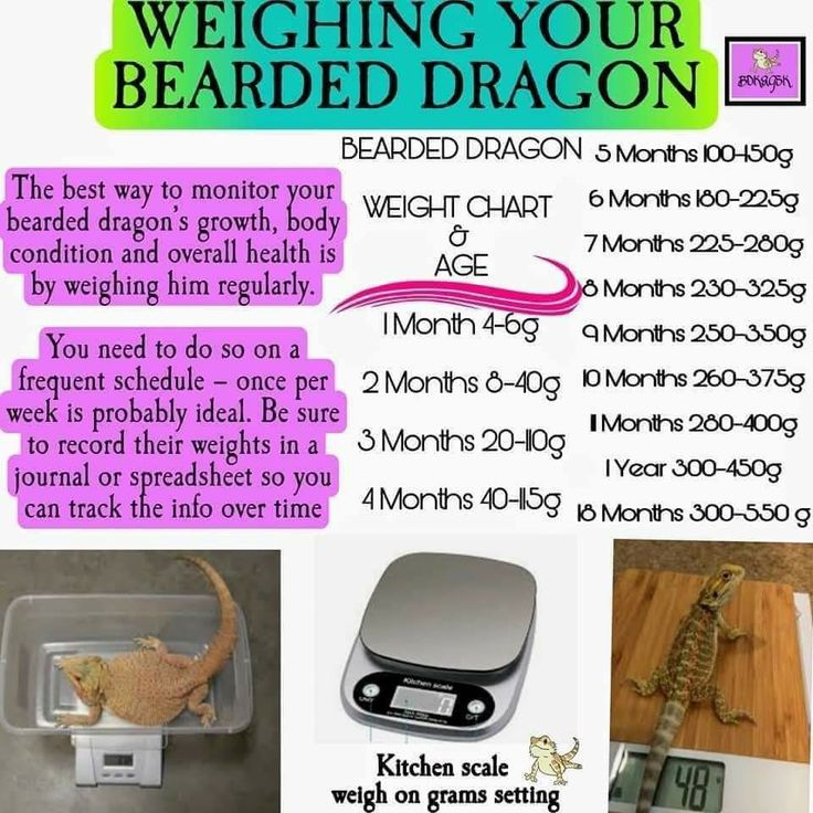 Bearded Dragon Weight Chart