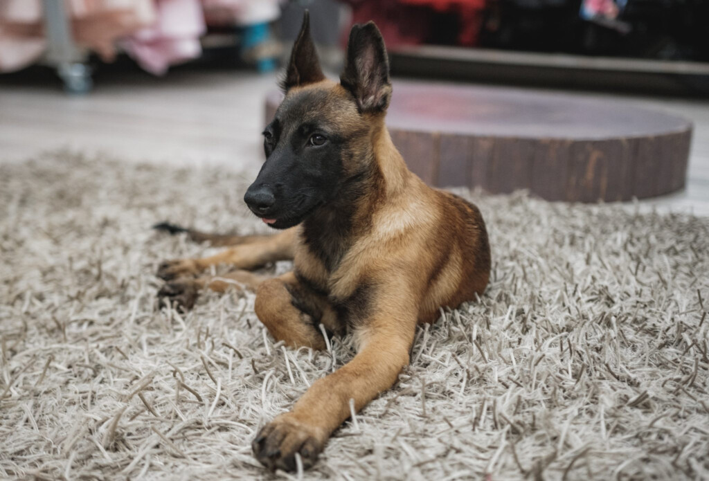 Belgian Malinois Size Chart How Big Does A Belgian Malinois Get 