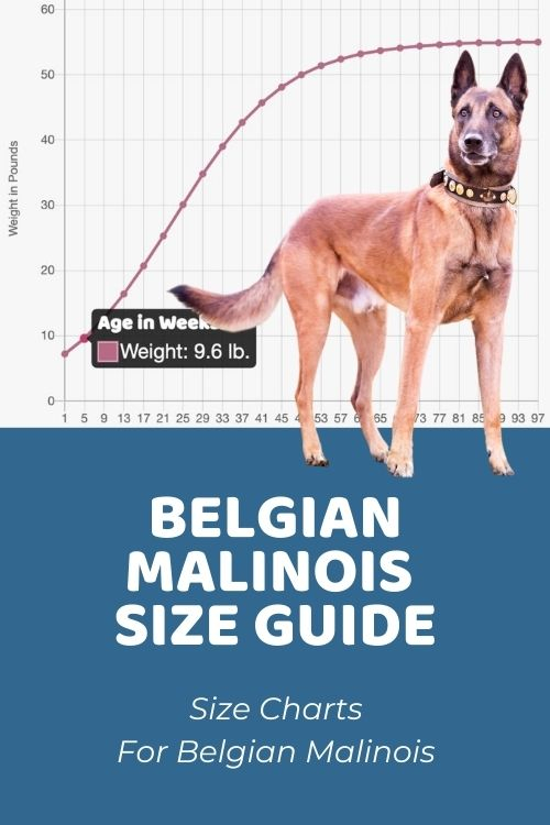 Belgian Malinois Size Chart How Big Does A Belgian Malinois Get 