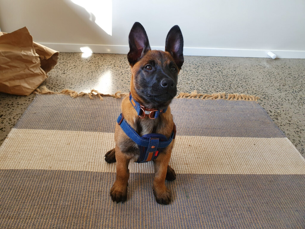 Belgian Malinois Size Chart How Big Does A Belgian Malinois Get 