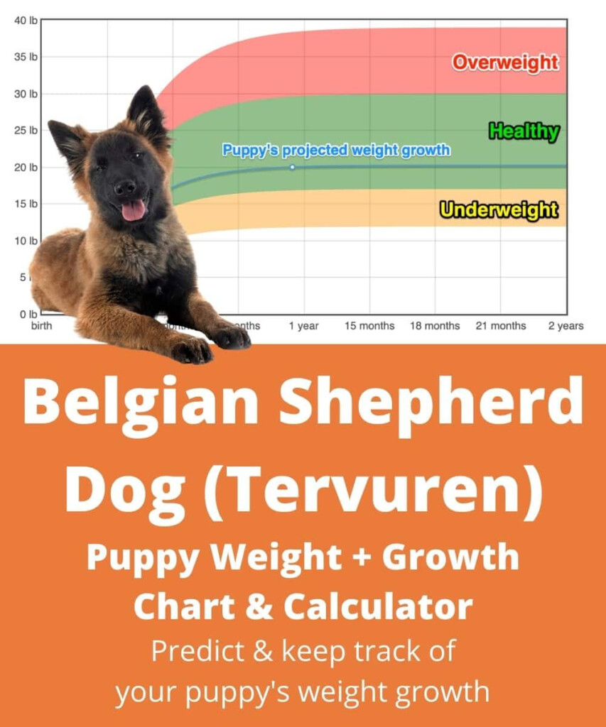Belgian Shepherd Dog Tervuren Weight Growth Chart 2025 How Heavy 