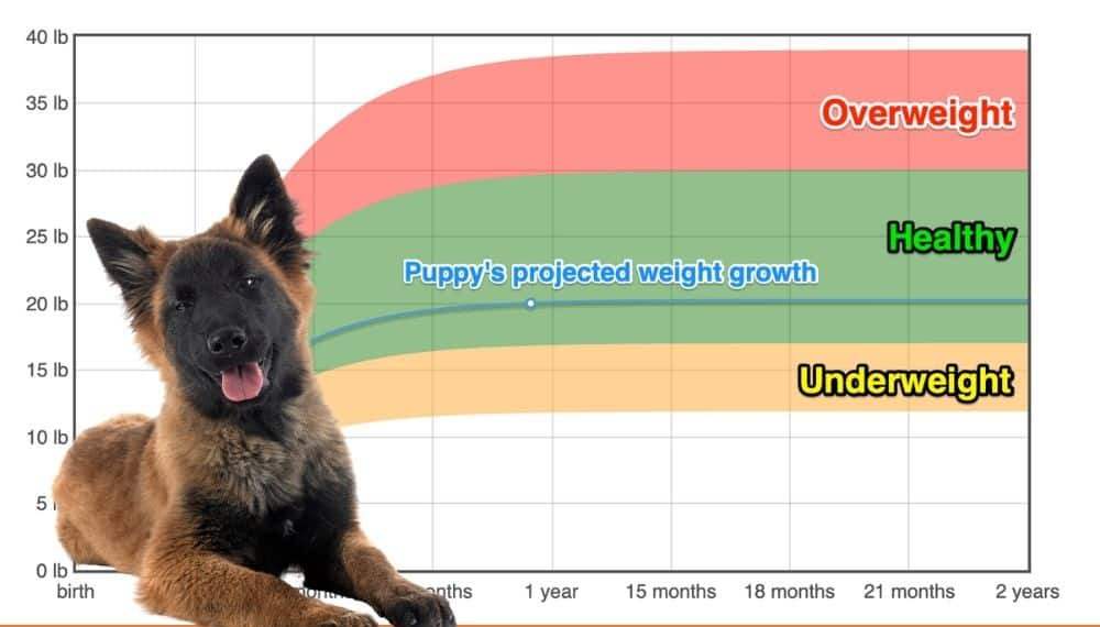 Belgian Shepherd Dog Tervuren Weight Growth Chart 2025 How Heavy 