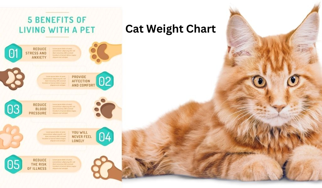 Best 10 Cat Weight Chart Find Out With This 