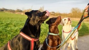 Black Lab Average Weight And How Does It Compare To Other Dogs