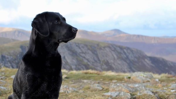 Black Lab Average Weight And How Does It Compare To Other Dogs