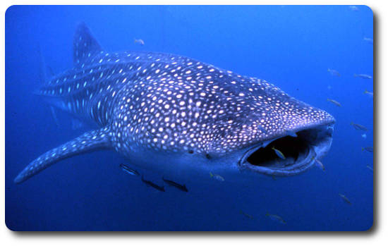 Blue Shark Length Weight Chart Ponasa