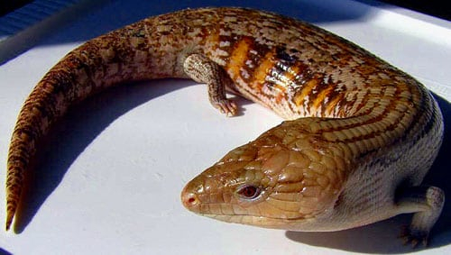 Blue Tongue Skink Care Sheet Reptiles Magazine