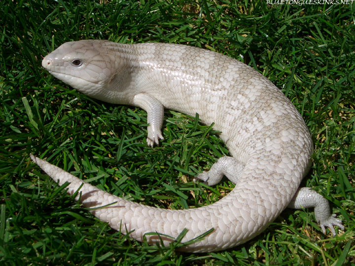 Blue Tongue Skink Morphs Blue Tongue Skink World