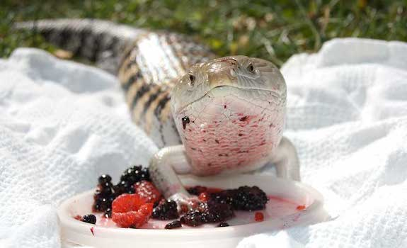 Blue Tongued Skink Care Sheet A New Owner Beginner MUST Read 
