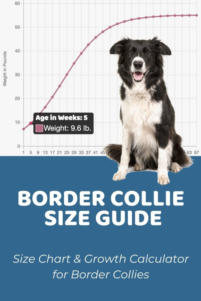 Border Collie Size Guide Size Chart Puppy Weight Calculator