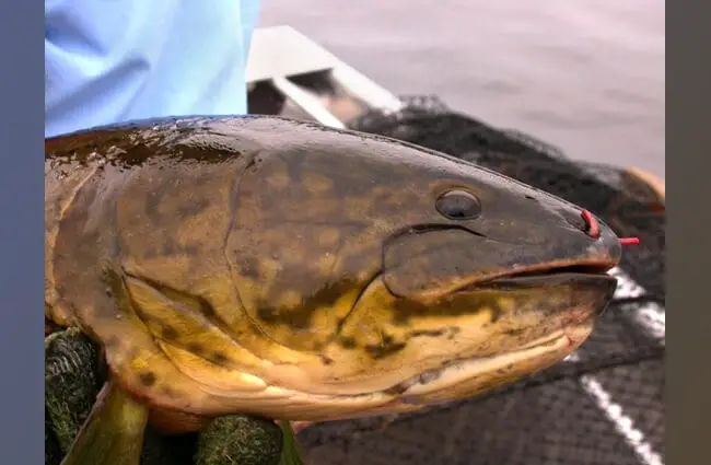 Bowfin Description Habitat Image Diet And Interesting Facts
