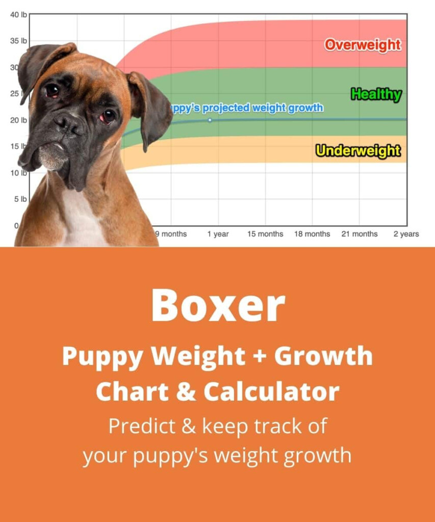 Boxer Dog Boxer Puppy Growth Chart Neryks