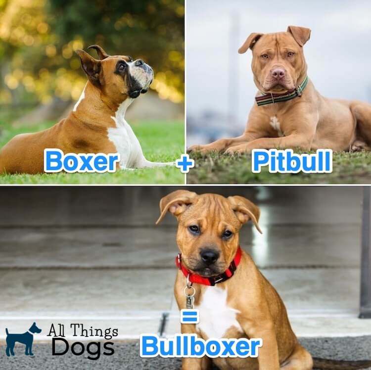 Boxer Dog Height And Weight Chart Ponasa