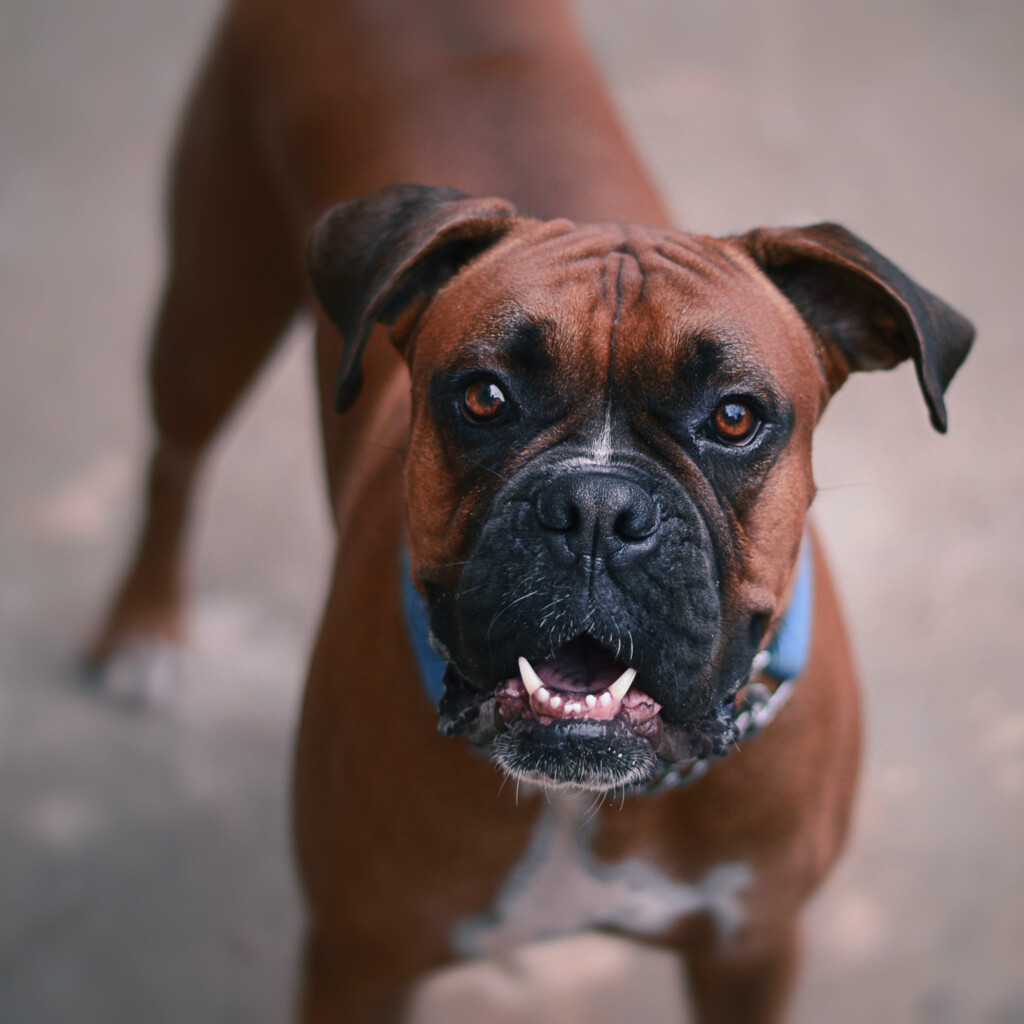 Boxer Dog Weight Chart