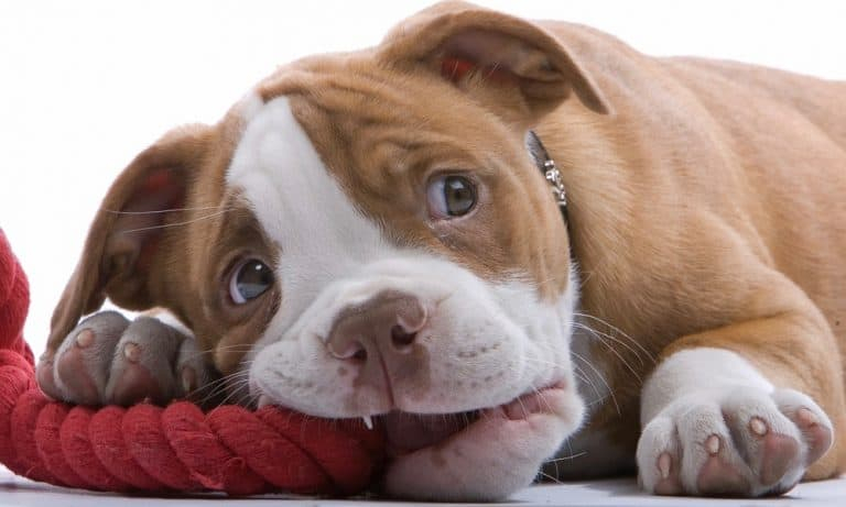 Boxer Growth Chart Boxer Puppy Weight Size Chart