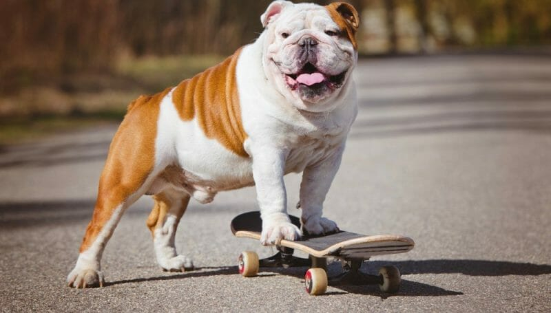 British Bulldog Weight Chart English Bulldog Weight Chart